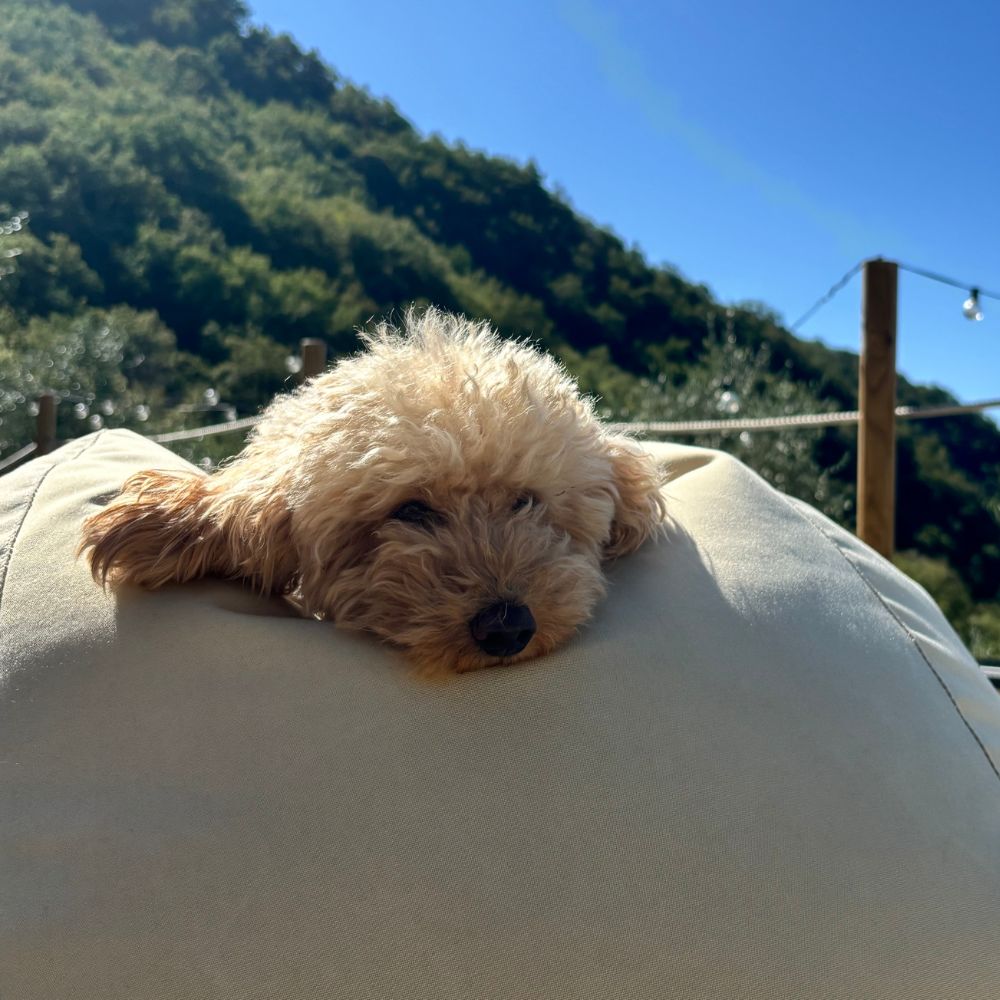 cane barboncino appoggiato su pouf