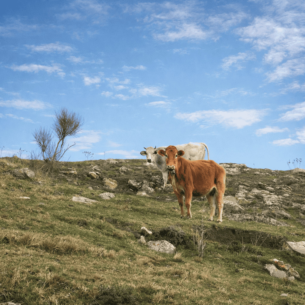 mucche nei dintorni di tendù