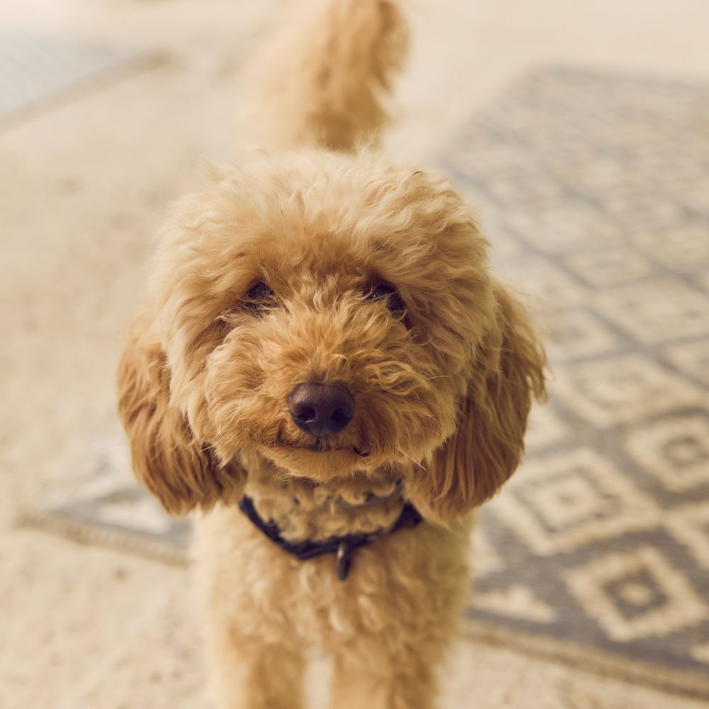 pet friendly cane barboncino