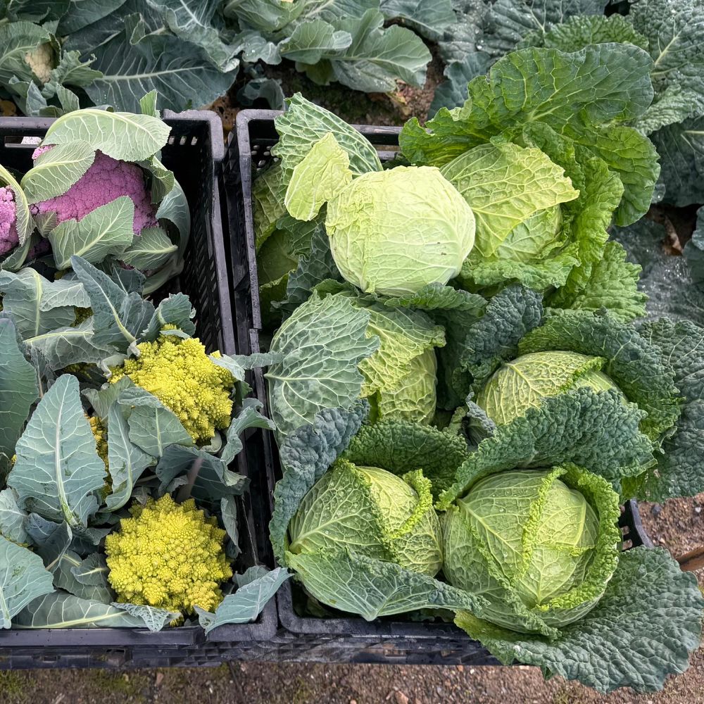 ceste di verdura, orto